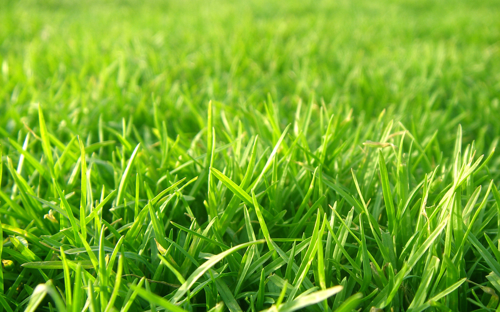 15815-grass-material